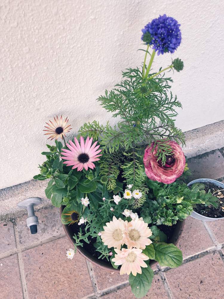 ガーベラの投稿画像 By ゆきさん ラナンキュラスと花かんざしと寄せ植えと花のある暮らし 19月2月18日 Greensnap グリーンスナップ