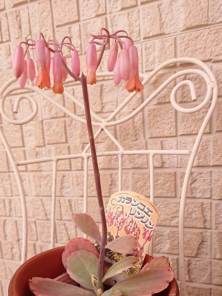 カランコエ リンリンの投稿画像 By ユニコさん カランコエとピンク系と多肉大好きと癒し空間と趣味と多肉女子とガーデニングと花のある暮らし 19月2月18日 Greensnap グリーンスナップ
