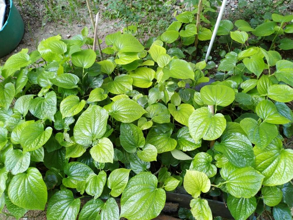 家庭菜園の投稿画像 By さちこさん 南国植物と無農薬 家庭菜園とタイとタイでガーデニング 19月2月18日 Greensnap グリーンスナップ