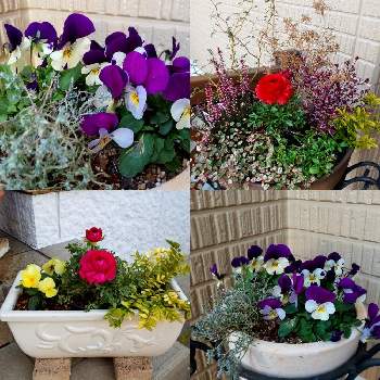 ラナンキュラスの寄せ植えの投稿画像一覧 Greensnap グリーンスナップ