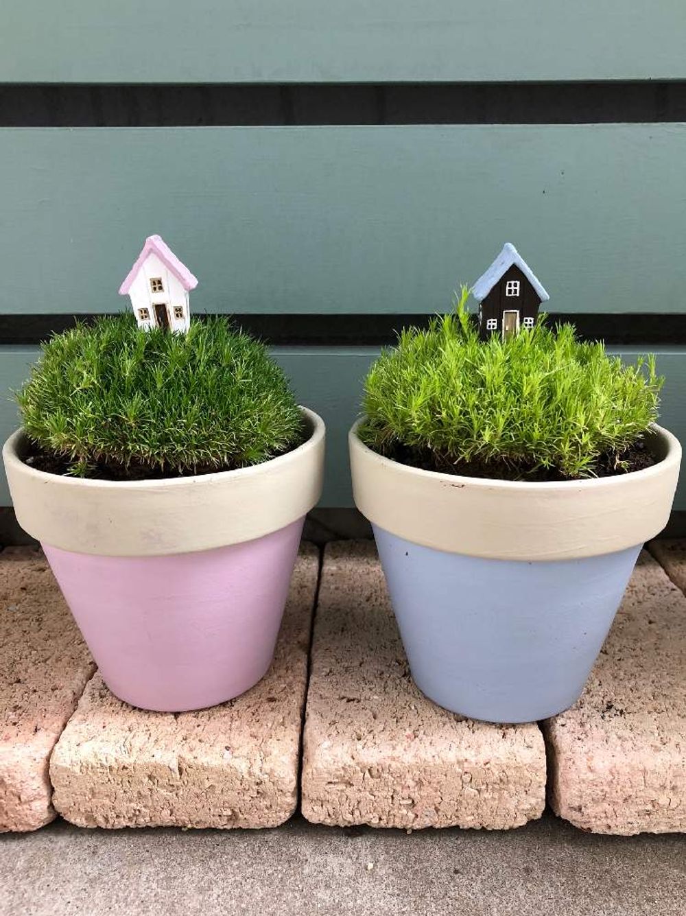 サギナ　鉢植え