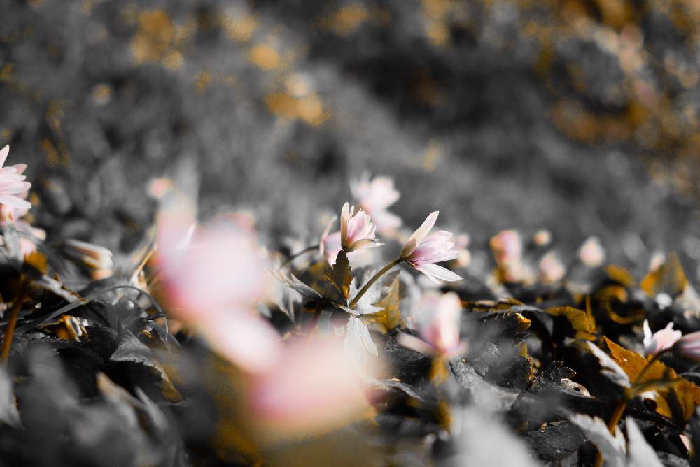 山野草の投稿画像 By ヒトリシズカさん 春よこいと春の陽射しとはるが来た と山野草 と山野草写真と新春と花のある暮らしとはるよこいとかわいい花 19月2月19日 Greensnap グリーンスナップ