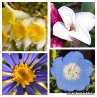 公園,散歩,狭いベランダ,ミツマタ   (^^),ミツマタ (^^)の画像