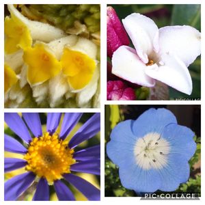 公園,散歩,狭いベランダ,ミツマタ   (^^),ミツマタ (^^)の画像