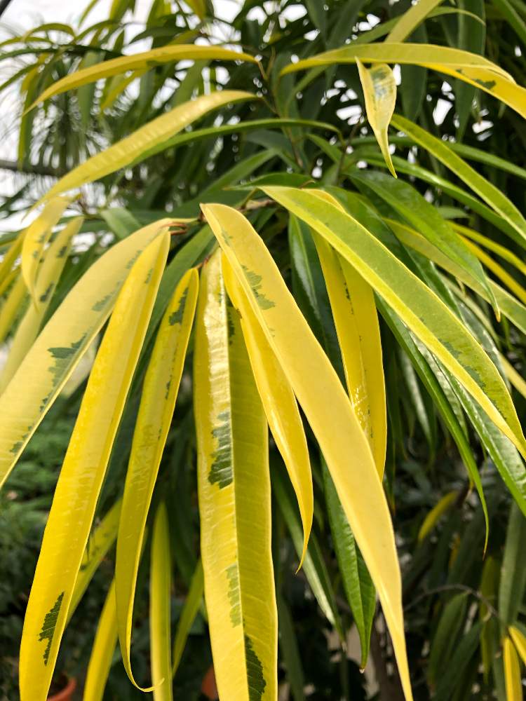 アムステルダムゴールドの投稿画像 By 有限会社スリーフラワーさん 本庄市と観葉植物と切花とグリーン グリーン グリーン と観葉生産者と園芸店と今日の一枚と生花とフィカス属と埼玉県とフラワーアレンジメントとガーデニングと花のある暮らしと斑入り とフラワー アムステルダムゴールドの投稿画像 By 有限会社スリーフラワーさん 本庄市と観葉植物と切花とグリーン グリーン グリーン と観葉生産者と園芸店と今日の一枚と生花とフィカス属と埼玉県とフラワーアレンジメントとガーデニングと花のある暮らしと斑入り とフラワー