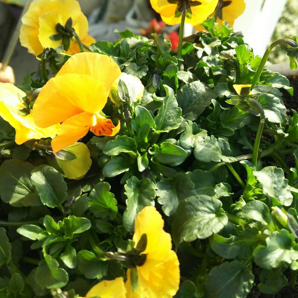 こっちも の投稿画像 By Hosyosさん ヒヨドリ被害 とビオラとオレンジ色の花と冬の花と植中毒とガーデニング初心者と花のある暮らしとバルコニスト 19月2月19日 Greensnap グリーンスナップ