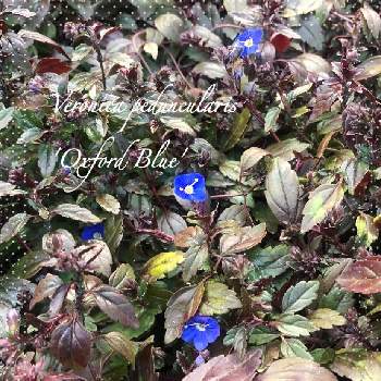 ブロンズリーフの画像 by Rikkoさん | ベロニカ・オックスフォードブルーとブロンズリーフと北の大地北海道と青い花と銅葉とガーデニングと花のある暮らしと頑張れ♡えっこと小花好き