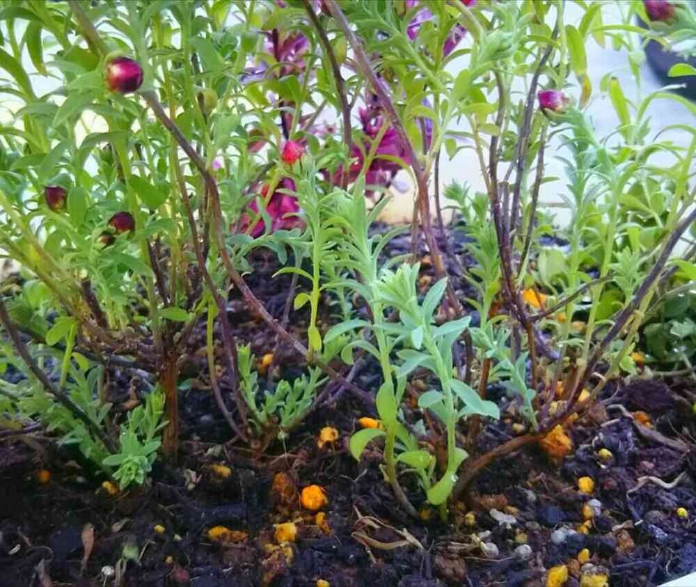 花かんざし。スカスカの苗🌿 春に わさわさが見た〰い💗2019年2月