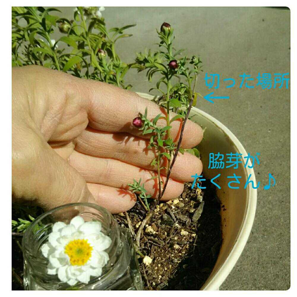 花かんざし スカスカの苗 春に わさわさが見た い 19年2月 Greensnap グリーンスナップ 花かんざし スカスカの苗 春に わさわさが見た い 19年2月 Greensnap グリーンスナップ