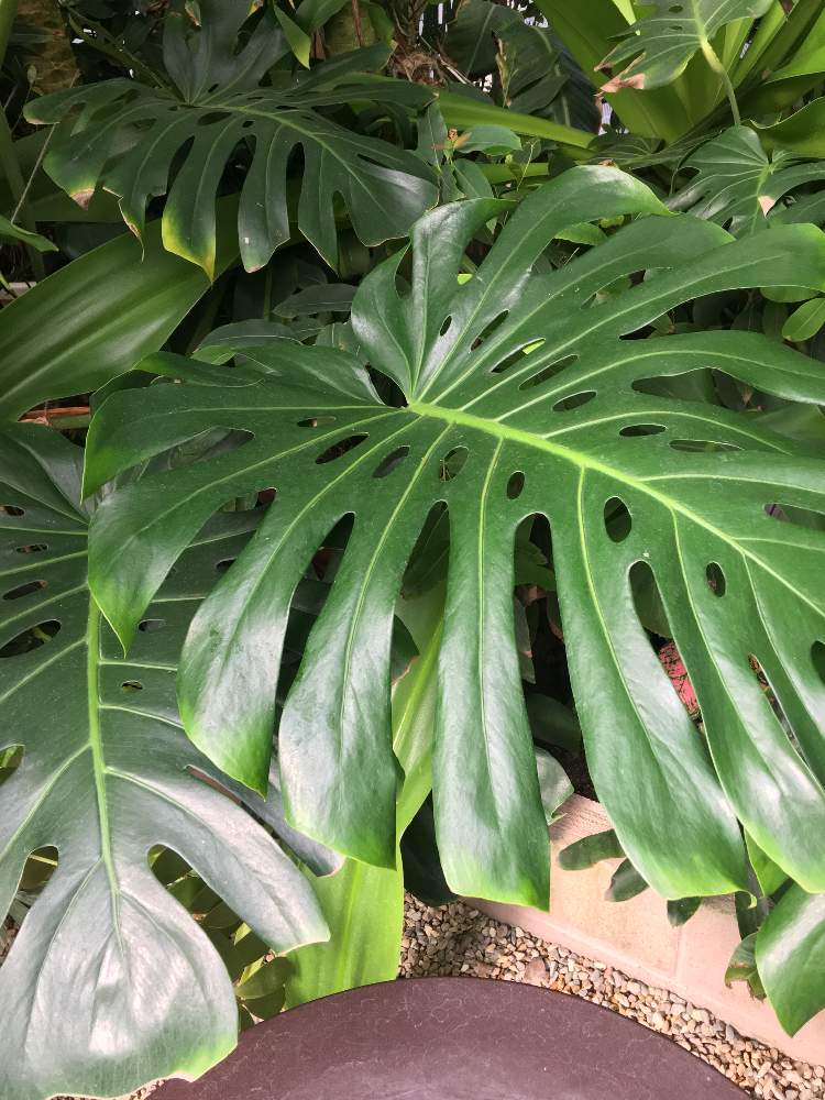 モンステラの投稿画像 By Kay Tama Gskさん 観葉植物と南国植物と迫力と今日の一枚と亜熱帯と熱帯植物 19月2月日 Greensnap グリーンスナップ