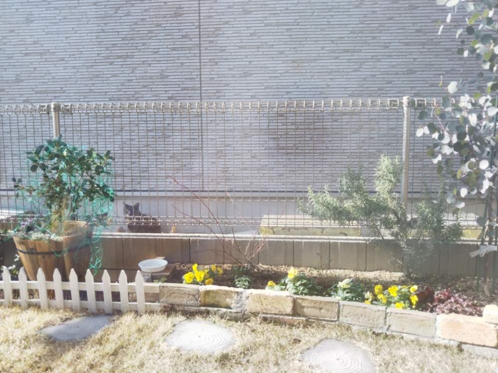 ローズマリーの投稿画像 By Micoさん ユーカリ ポポラスとよく咲くスミレとヒイラギと半日陰と花のある暮らしと花壇 2019月2月20日 Greensnap グリーンスナップ
