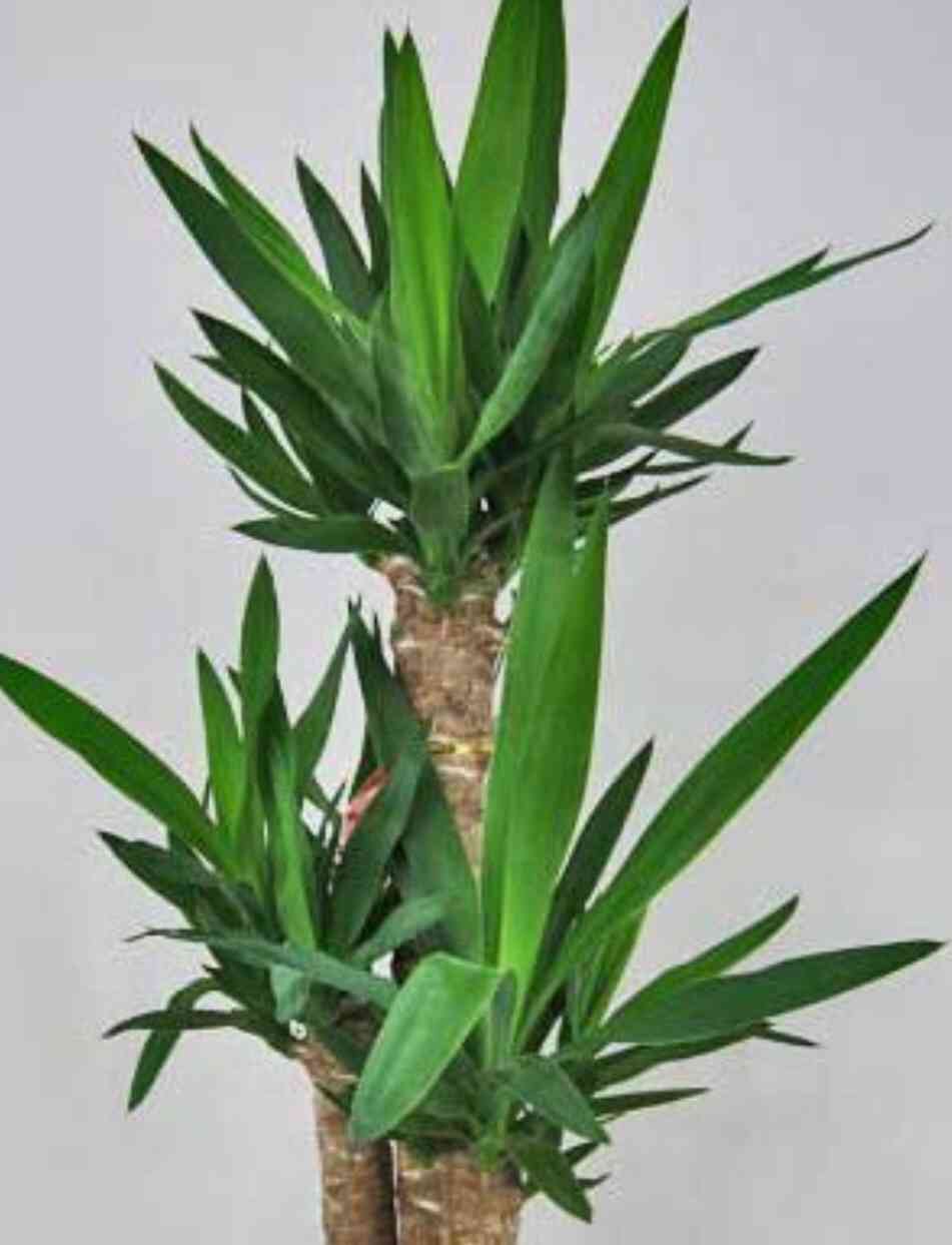 ユッカエレファンティペス-③ ユッカ エレファンティペス③ - papagreen's diary