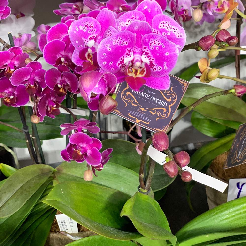 胡蝶蘭の花の投稿画像 By 椎名洋ラン園さん 胡蝶蘭 ランランとアクアポットと世界らん展19と椎名洋ラン園とシェアオーキッドと胡蝶蘭 ミディ 19月2月日 Greensnap グリーンスナップ