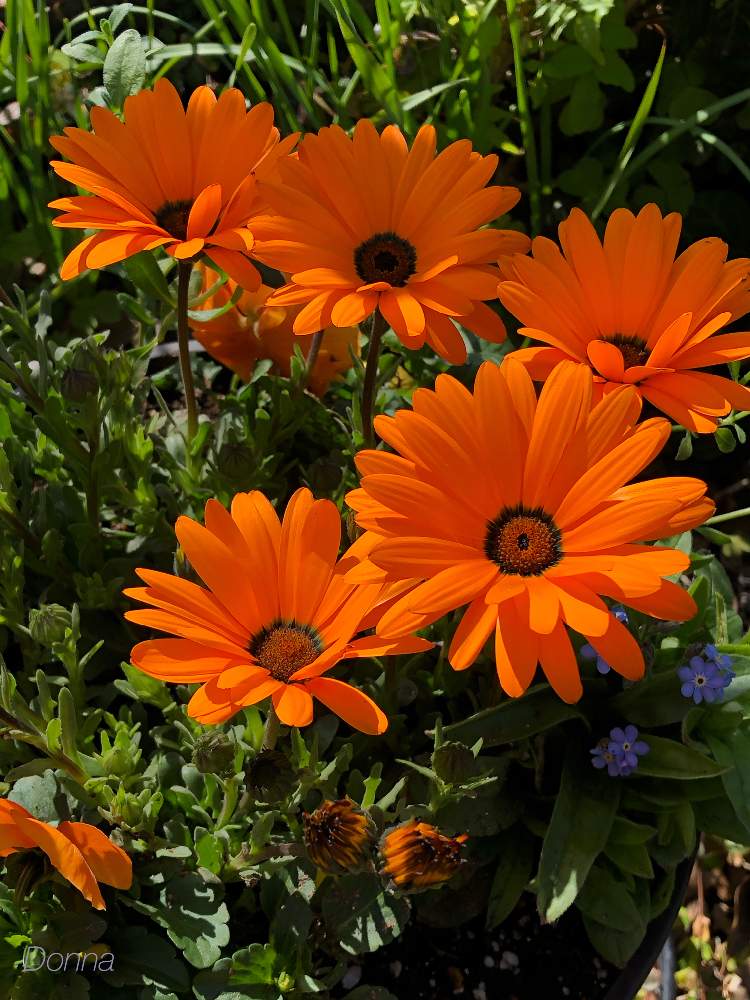 ディモルフォセカの投稿画像 By ドナさん オレンジ色の花としぞーか勢とがんばる と春ですね と花のある暮らし 19月2月日 Greensnap グリーンスナップ
