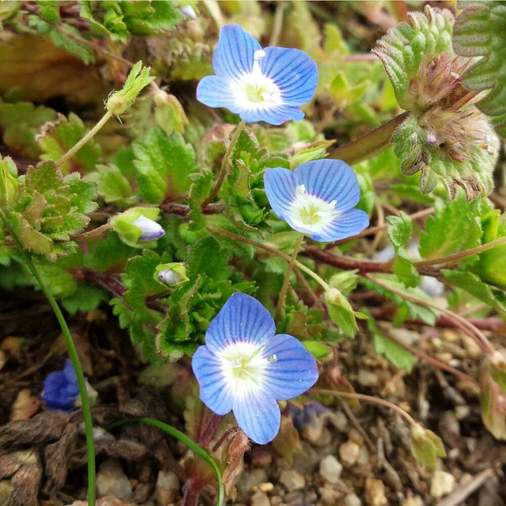 オオイヌノフグリの投稿画像 By Sayannさん 畑と野の花と自然と青い花と植物記録とお散歩と野の花と自然と青い花と植物記録とお散歩 19月2月日 Greensnap グリーンスナップ Greensnap グリーンスナップ