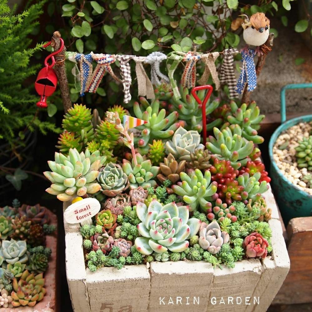 狭い狭いベランダでの投稿画像 By Karinさん 多肉中毒と多肉植物と雑貨大好き と雑貨大好きとno Green No Lifeとグリーンのある暮らしとハッピーガーデニング19と自己満足とベランダガーデニングと可愛いとガーデニングと多肉寄せ植えと記録用とちまちま寄せと