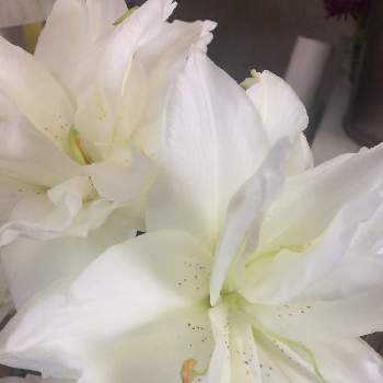 高貴な花の投稿画像一覧 Greensnap グリーンスナップ