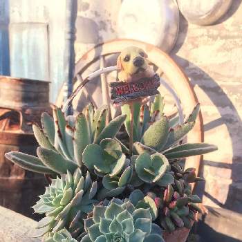 植物ハウス☘️の画像 by Re:九十九里yardさん | 広い庭とマーガレットレッピン☘️とシャビープランター☘️とGS映えとGS日和と植中毒と植物ハウス☘️と多肉女子とタニラーとかわいい☘️と花のある暮らしと月兎耳☘️とシャビー☘️とバルコニスト