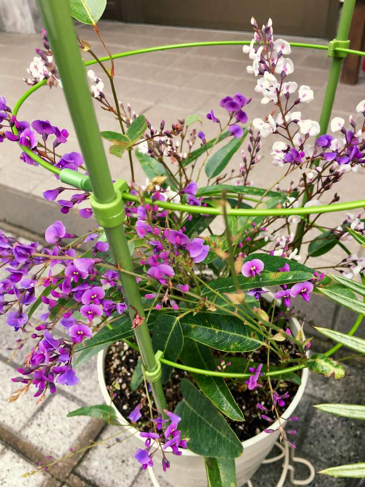 ハーデンベルギアの投稿画像 By りりさん 花のある暮らしとハーデンベルギア 紫 白と観葉植物とマメ科 19月2月日 Greensnap グリーンスナップ