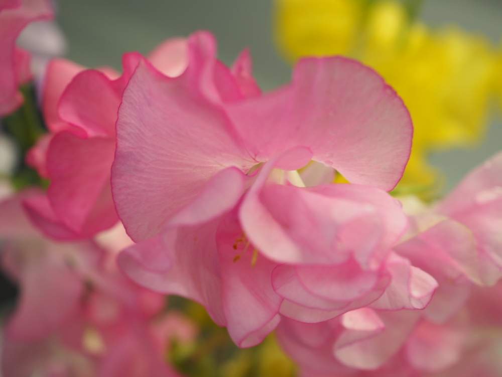 キッチンの画像 by shizukさん | キッチンとスイートピーと今週の切り花と生協の切り花と花のある暮らし