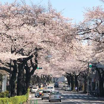 ソメイヨシノ桜のトンネルの画像 by さぼさぼさん | お出かけ先とソメイヨシノと桜 ソメイヨシノとソメイヨシノ桜のトンネルと花のある暮らしと春への憧れ