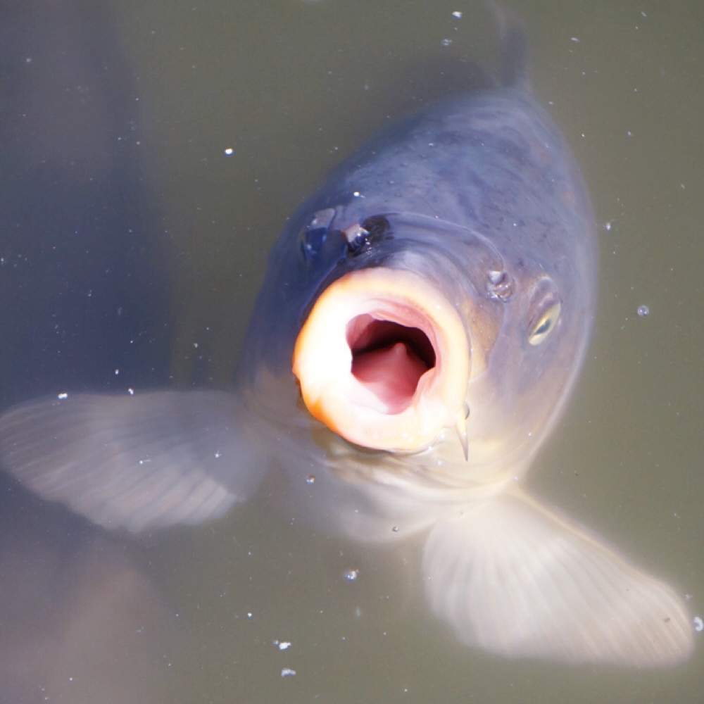 可愛い池の鯉の投稿画像 By M Lucasさん お出かけ先 19月2月21日 Greensnap グリーンスナップ Greensnap グリーンスナップ