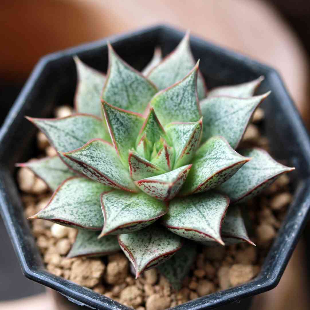 多肉植物⑤　パープソルム　大和錦　抜き苗 多肉植物⑤ パープソルム 大和錦 抜き苗 【公式通販】