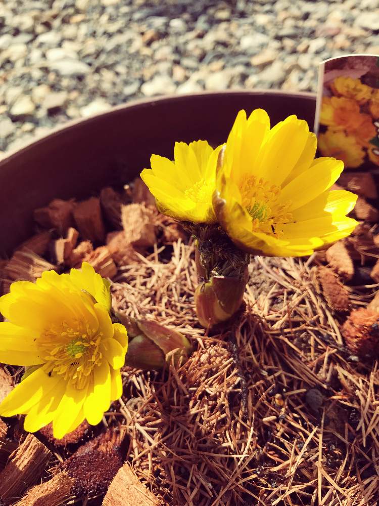 誕生日プレゼント の投稿画像 By ママンさん Gs映えと可愛いと花のある暮らしとあったかい と福寿草 と私の誕生日花 とミツマタの花 19 月2月21日 Greensnap グリーンスナップ