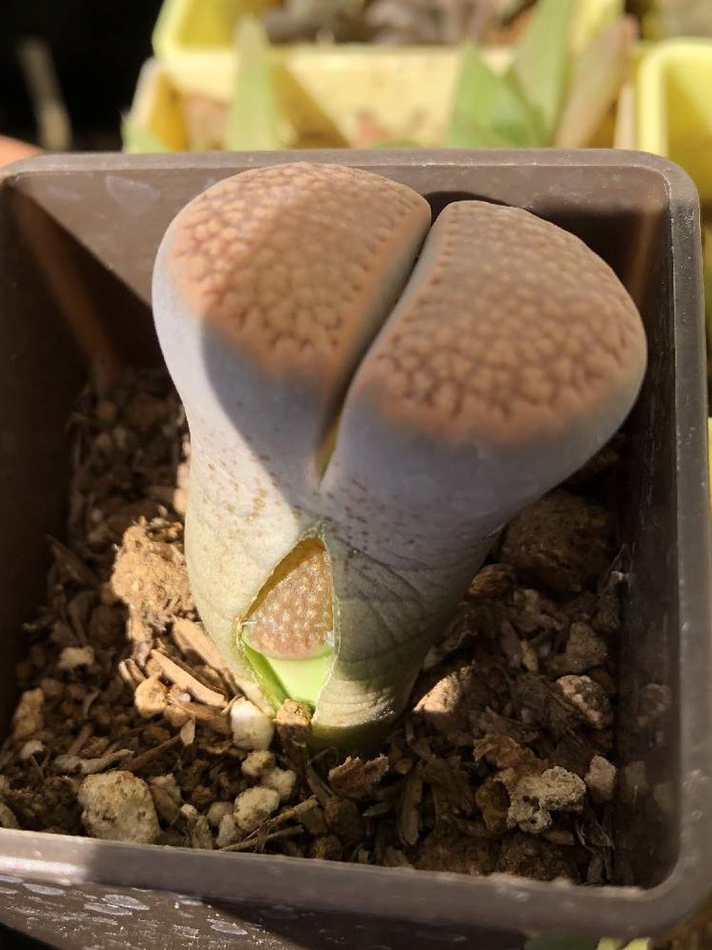 リトープス なーちゃんママさん