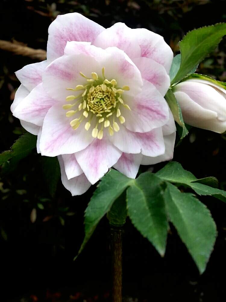 クリスマスローズ未開花株 どんなお花が咲くかしら Greensnap グリーンスナップ