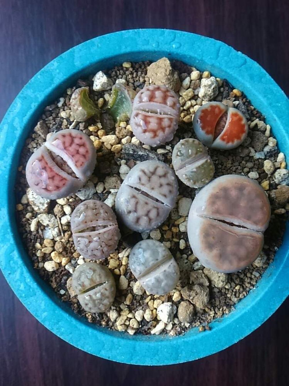 Photo by ひよこ先生さん