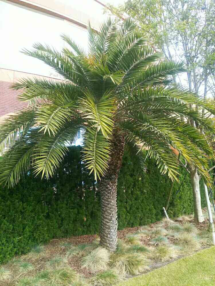 3月入荷 100粒+ フェニックス ロウレイロイ ソテツジュロ 種子 種 証明書 1036950 CORDURA® URA FLEECE – 瀧定名古屋株式会社 10課