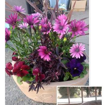 コルディリネ・レッドスターの画像 by Qooさん | 広い庭とパンジーの寄せ植えとありがとうと綺麗な花とオステオスペルマム*と花のある暮らしとコルディリネ・レッドスターと綺麗だね