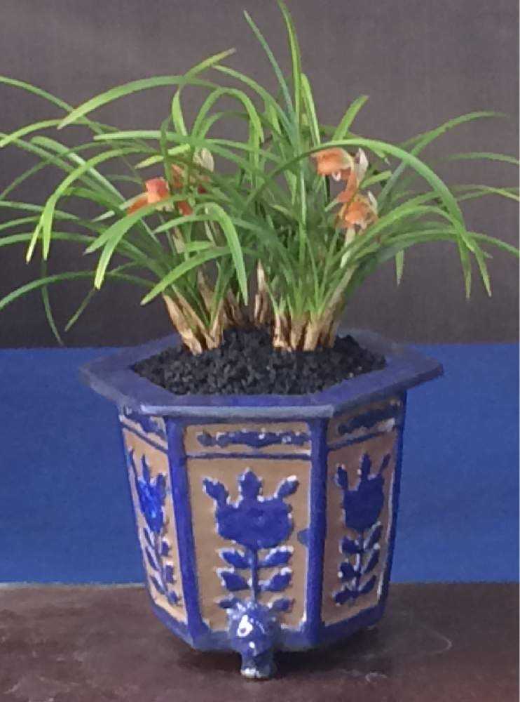 世界らん展に行って来ました(๑˃̵ᴗ˂̵)｜🍀GreenSnap（グリーンスナップ）