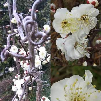 雲竜梅 の投稿画像一覧 Greensnap グリーンスナップ