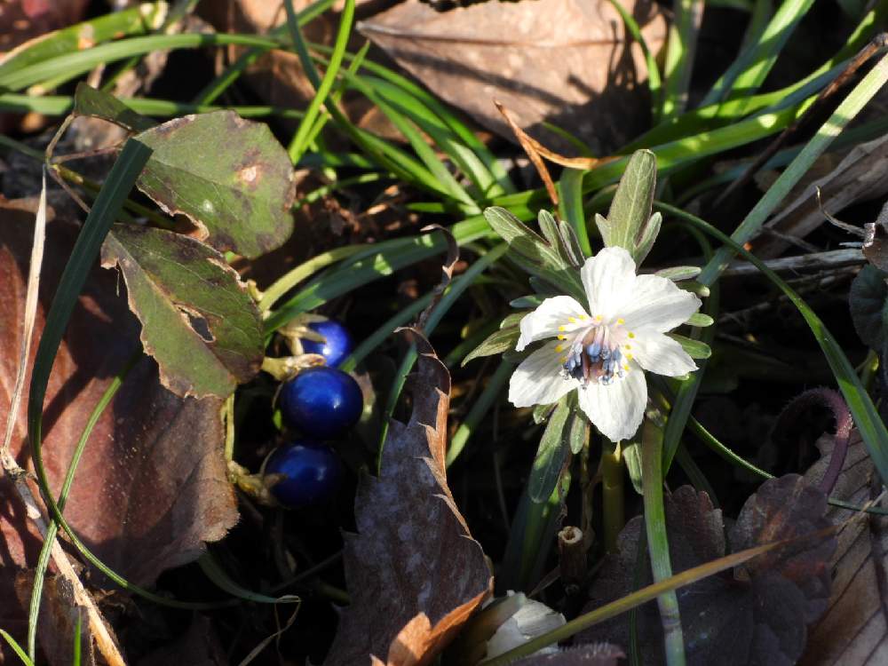 青い実とセツブンソウの投稿画像 By Nofuzohさん 19月2月22日 Greensnap グリーンスナップ