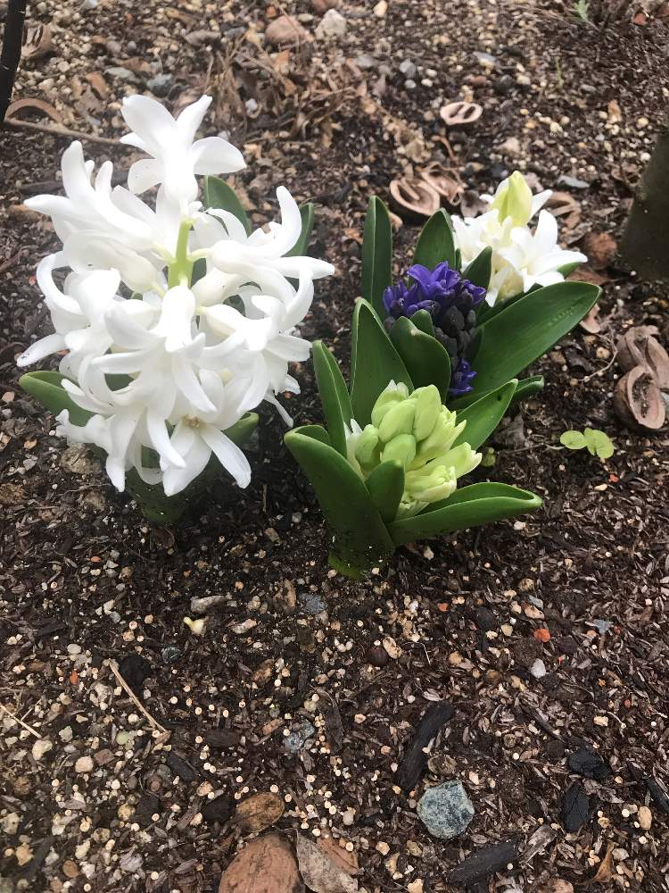 ヒヤシンスの投稿画像 By 春好きさん 地植えと花のある暮らし 19月2月22日 Greensnap グリーンスナップ