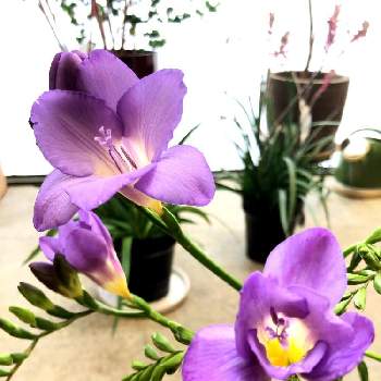 紫フリージアの投稿画像一覧 Greensnap グリーンスナップ