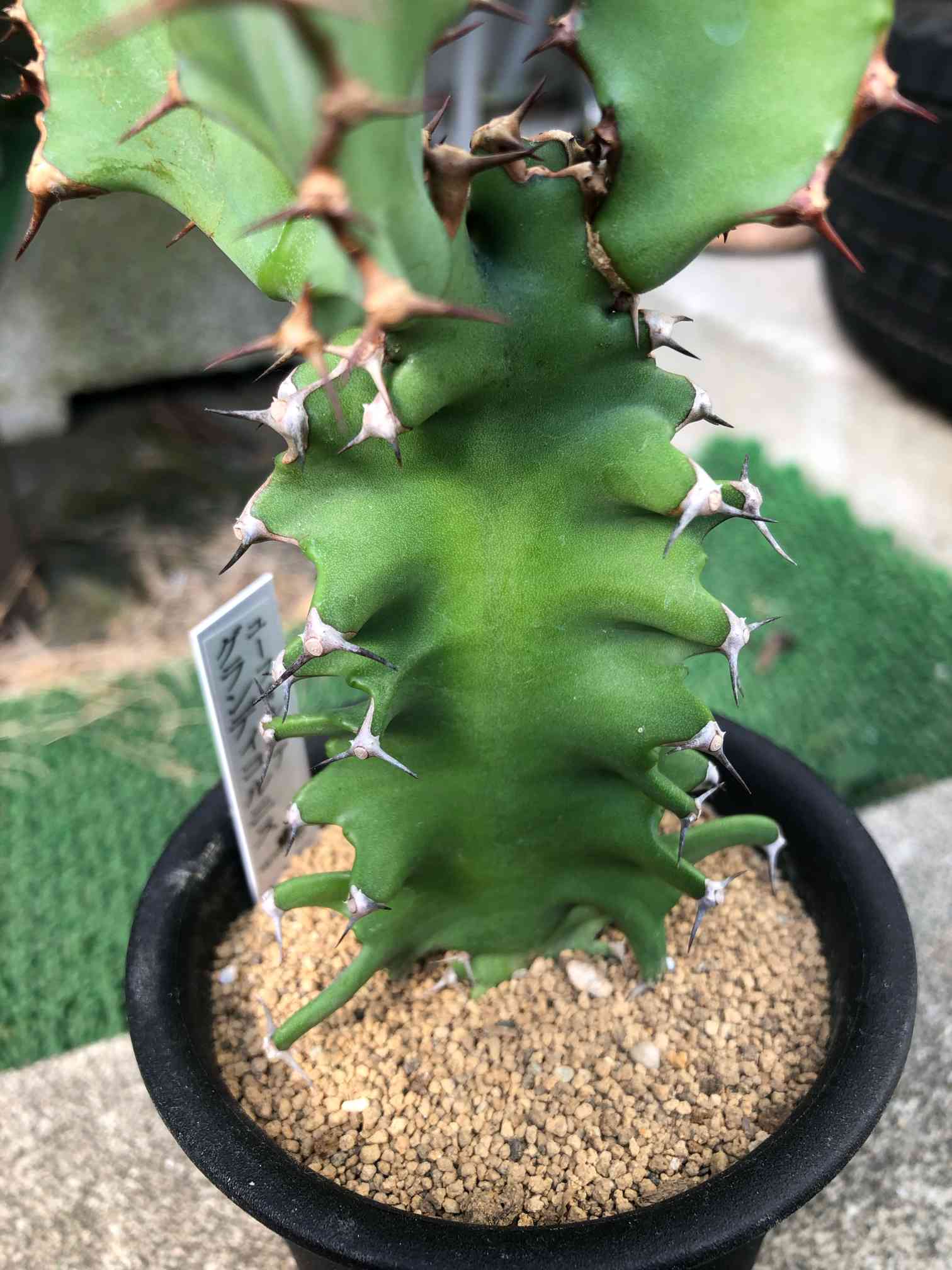 グランディコルニス、大型株！ グランディコルニス、大型株！