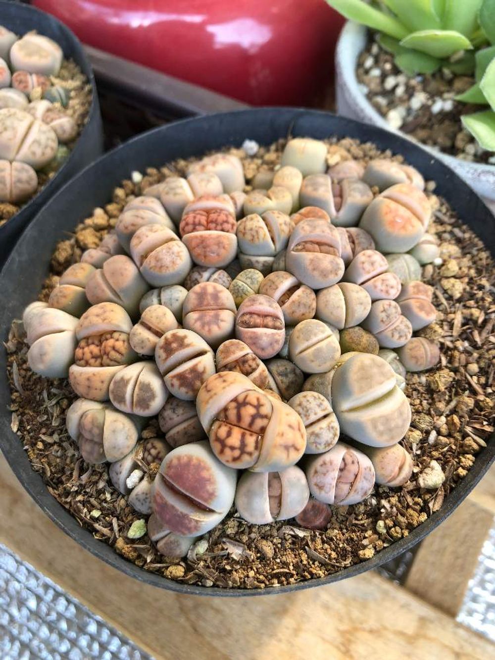 リトープスPhoto by mmm.さん