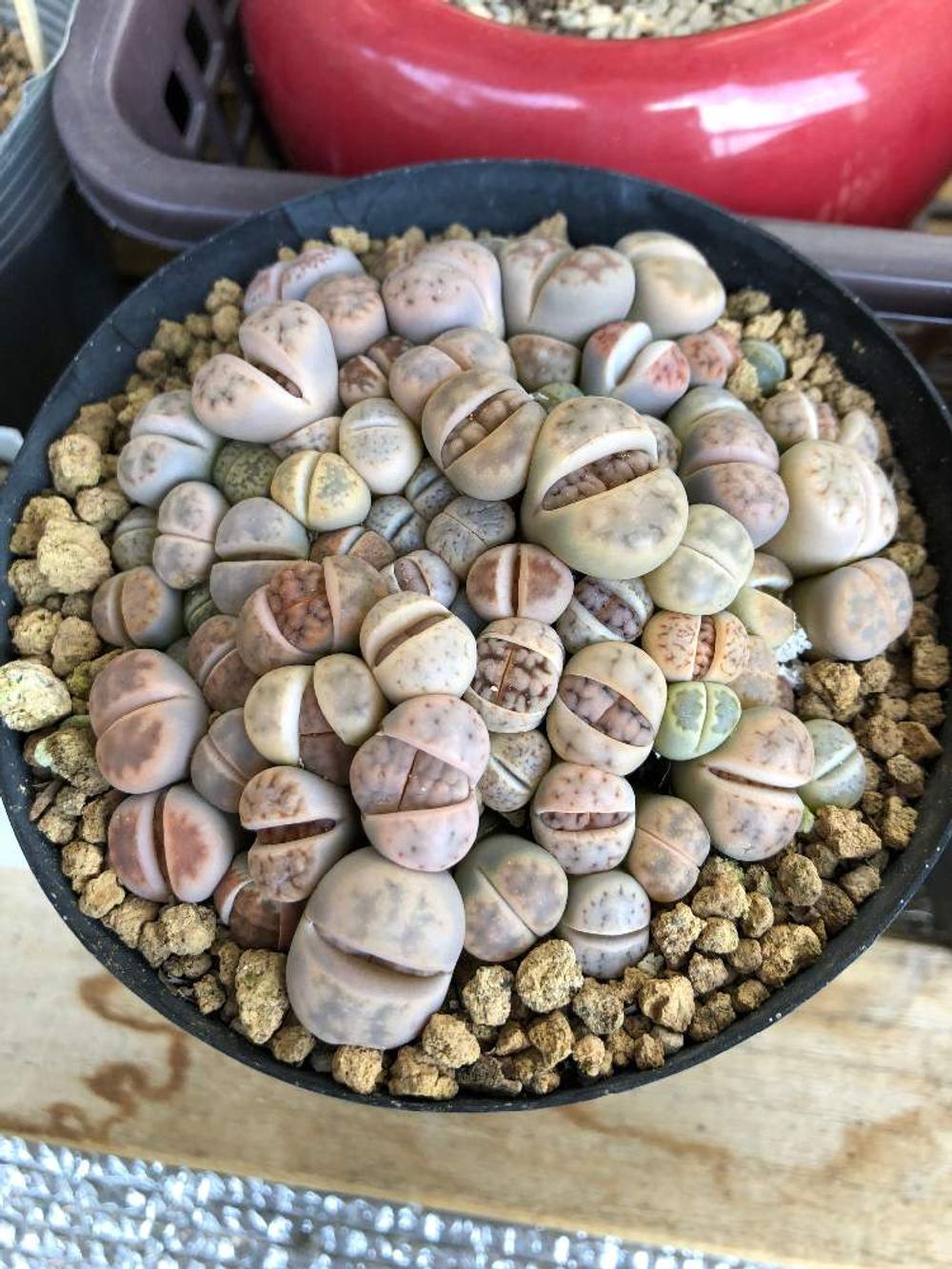 リトープスPhoto by mmm.さん