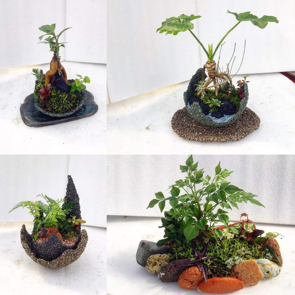 多肉植物の投稿画像 By Shellgarden Maedaさん 観葉植物と苔 コケ と寄せ植えと挿し木と植中毒と今日のお花と流木とオリジナルポットと花のある暮らしと貝殻 19月2月22日 Greensnap グリーンスナップ