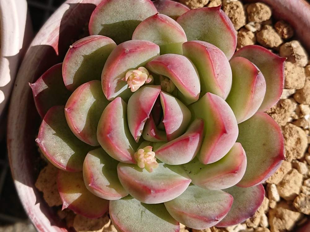 トップ100多肉 植物 花 うらら 最高の花の画像