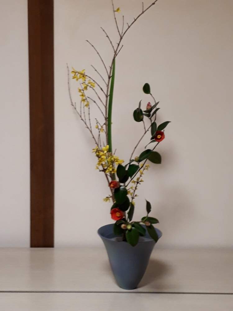 オクロレウカの投稿画像 By ポンポンさん レンギョウとツバキといけばなと生花三種生と池坊 19月2月22日 Greensnap グリーンスナップ