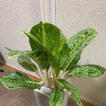 アグラオネマ ヴィクトリー ファイバー鉢