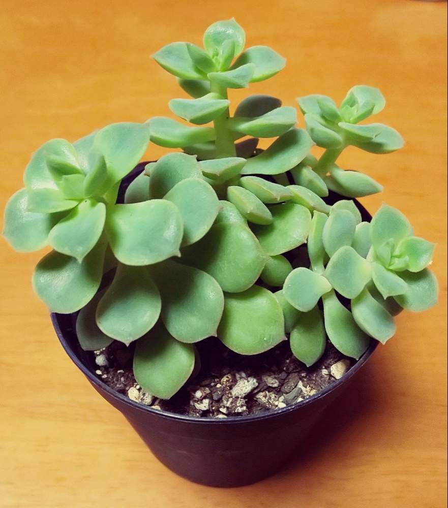 緑牡丹 の投稿画像 By よしみよしあきさん 徒長しててもと可愛いよ と緑牡丹 と徒長しててもと可愛いよ 19月2月23日 Greensnap グリーンスナップ Greensnap グリーンスナップ 緑牡丹 の投稿画像 By よしみよしあきさん 徒長しててもと可愛いよ と緑牡丹 と徒長しててもと可愛いよ 19月2月23日 Greensnap グリーンスナップ Greensnap グリーンスナップ