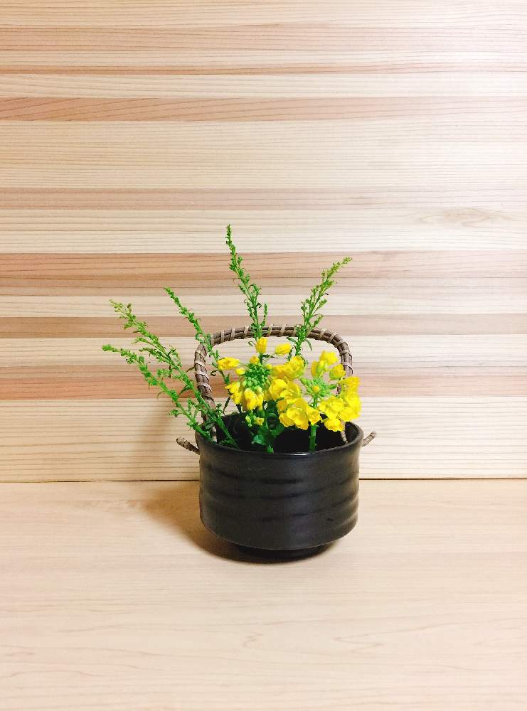 菜の花の投稿画像 By ずずさん ナノハナとソリダゴと花のある暮らしと生け花といけばなと生け花初心者と玄関と100均花器と花のある暮らしと生け花と いけばなと生け花初心者と100均花器 19月2月23日 Greensnap グリーンスナップ Greensnap グリーンスナップ