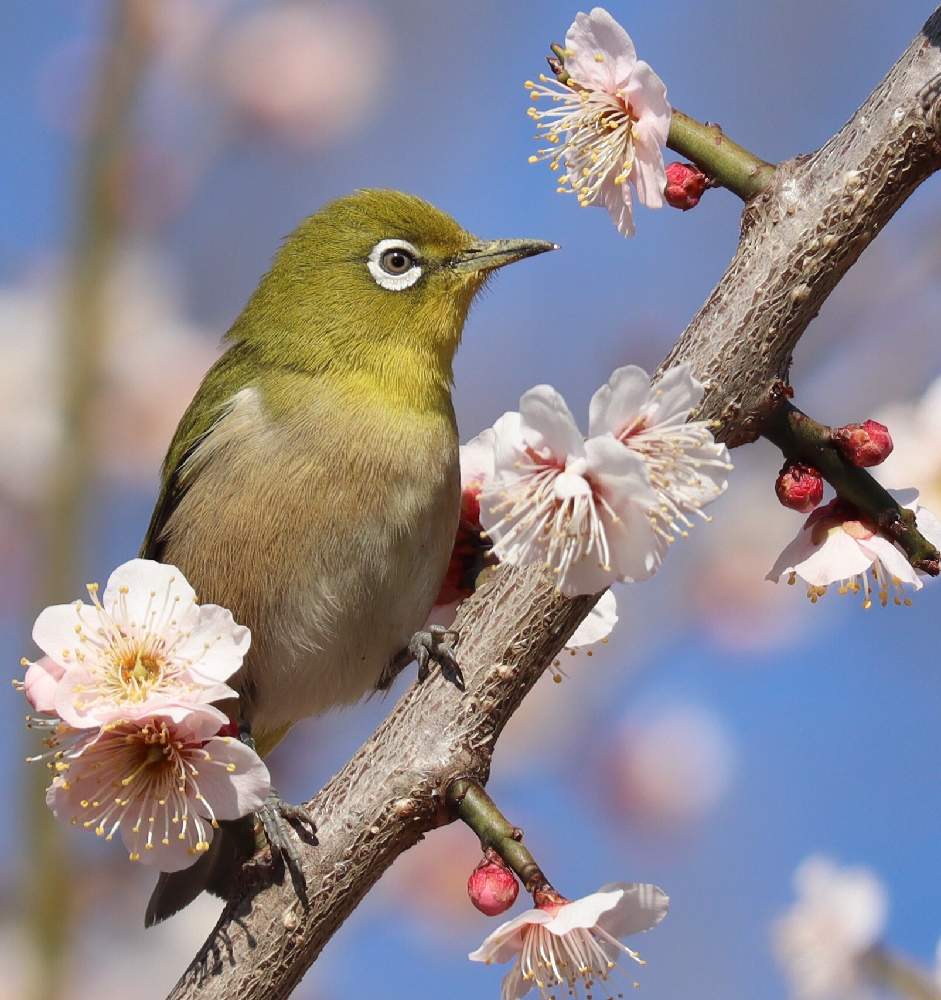 美しい色の投稿画像 By Kumagusuさん 梅の花と公園さんぽとメジロと美しい色と 梅の花と公園さんぽとメジロ 19月2月23日 Greensnap グリーンスナップ Greensnap グリーンスナップ