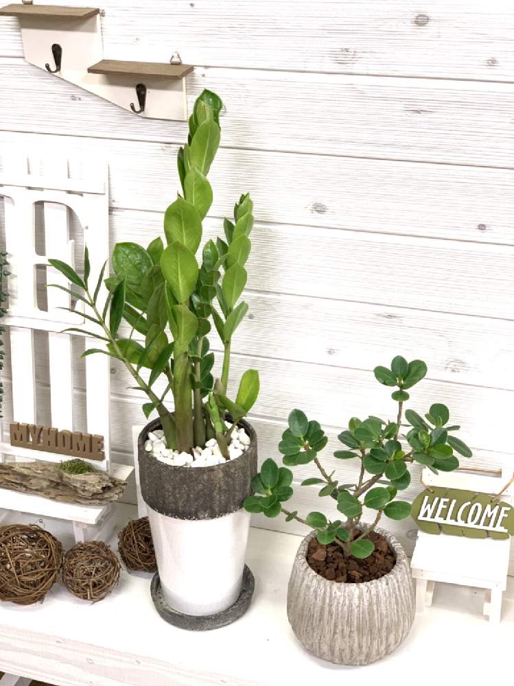 ザミオクルカス ザミーフォリアの投稿画像 By E Ranさん パンダガジュマルと観葉植物と植物のある暮らしと緑が好きと風水と南国植物 とオシャレと一点物と珍しいと植中毒と多肉女子と楽天e Ranと鹿児島とオシャレ観葉と可愛いと丸い葉っぱと個性的と観葉植物専門店と肉厚