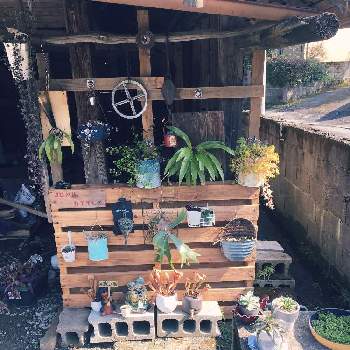 パレットガーデニングdiyの投稿画像一覧 Greensnap グリーンスナップ